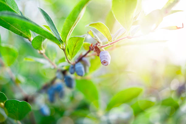 Close-Up of Ripe Honeysuckle Berries in Sunlight