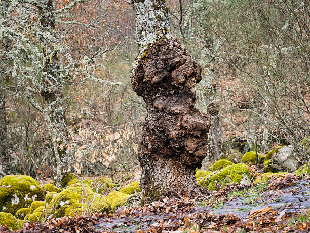 Gnarled and deformed growth called lupia on the trunk of an oak tree