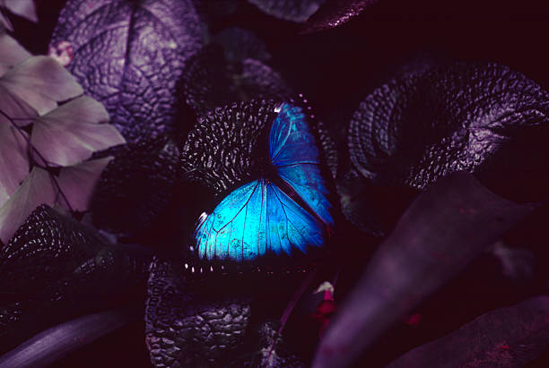 istock Iridescent Blue Morpho Butterfly on Deep Purple Tropical Foliage 2261312258