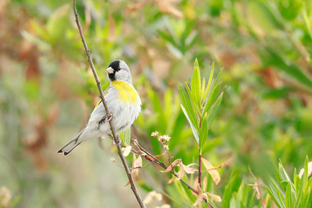 The European goldfinch on the microphone