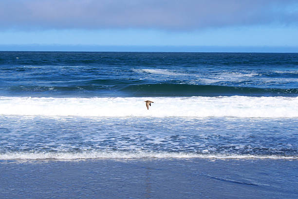 Common curlew flying over the shoreline