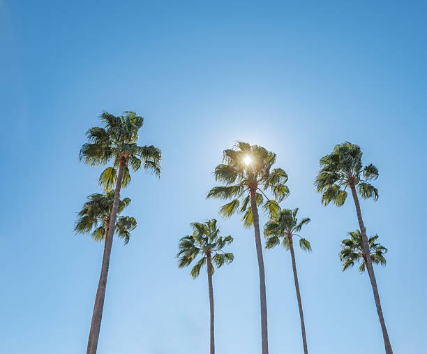 Palm Trees