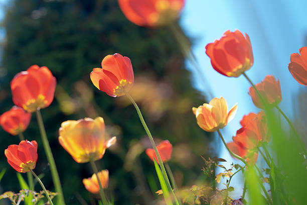 Bottom view of red tulips reaching towards a clear blue sky. Bright spring flora looking up to the sun against a cloudless background.