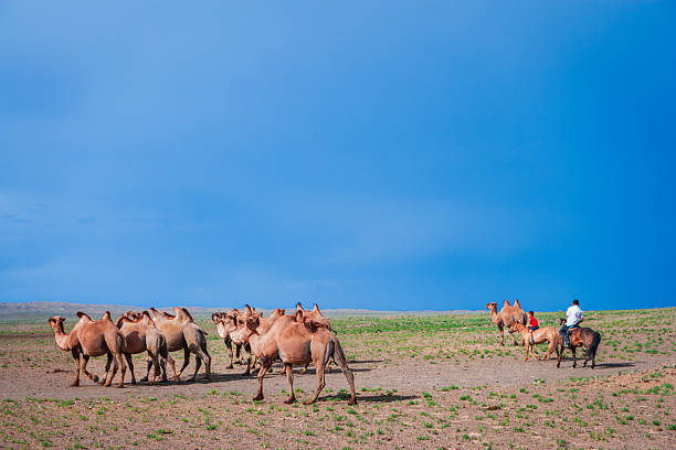 A group of two-humped camels walks across a wide, sparsely vegetated plain beneath an expansive, clear blue sky that fills most of the frame. Two riders on horseback guide the herd to the right, creating a sense of movement and scale in the open landscape. Warm sandy tones of the camels contrast with the cool, uninterrupted sky, emphasizing the vastness and solitude of the scene.