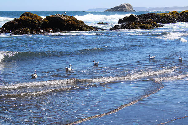Cahuil Gulls (Chroicocephalus maculipennis) swimming at the seashore