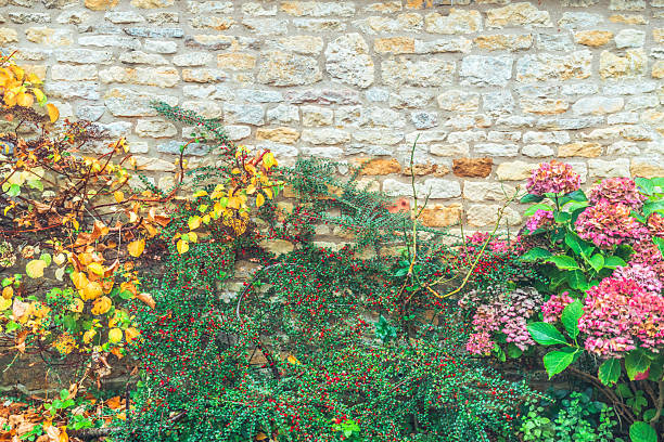 Stone wall with colorful autumn leaves, red berries, and pink hydrangeas