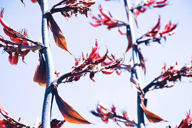 A beautiful red Harakeke flower in blooms in springtime. Also known as New Zealand Flax or Phormium.