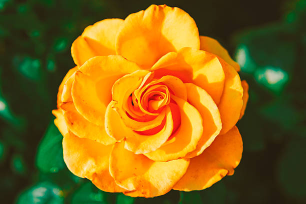 Fully bloomed yellow rose against dark green, blurred background. Macro view highlighting the textured layers and concentric spiral of a single orange rose in natural light