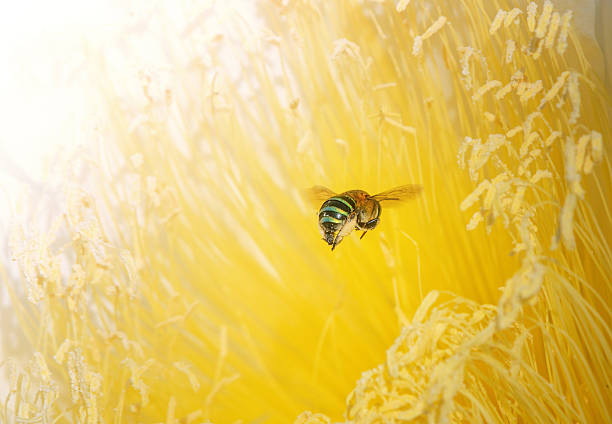 A bee flies over a yellow flower pollen