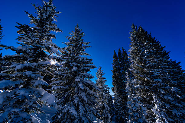Beautiful winter landscape after fresh snow covering spruce and fir trees high in the mountains near Vail, Colorado USA. Crisp blue sky, sun star and frosted trees nature winter scenic.