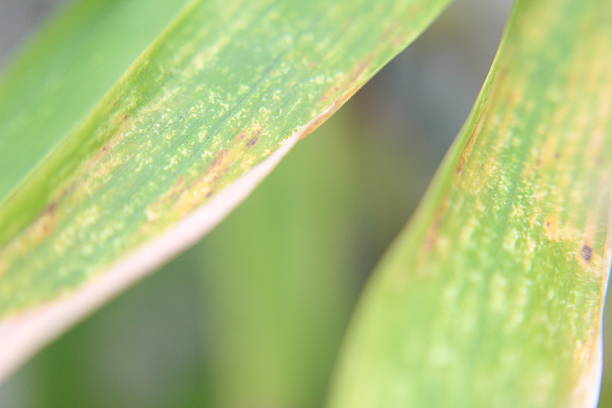 Extreme close-up of textured vegetation illuminated by sunlight