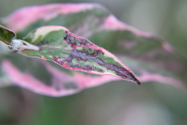 Extreme close-up of textured vegetation illuminated by sunlight