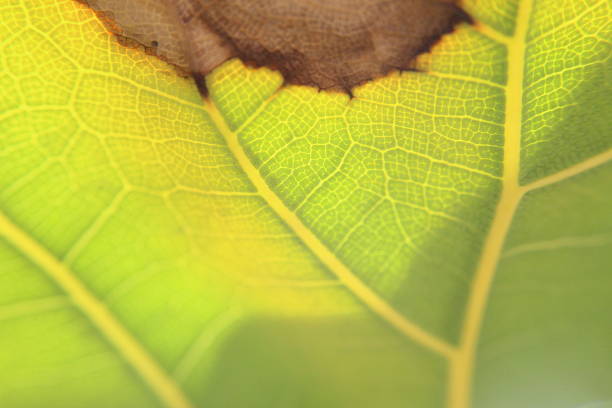 Extreme close-up of textured vegetation illuminated by sunlight