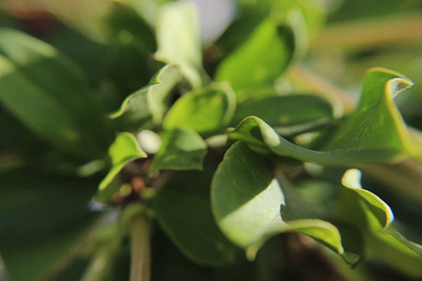 Extreme close-up of textured vegetation illuminated by sunlight