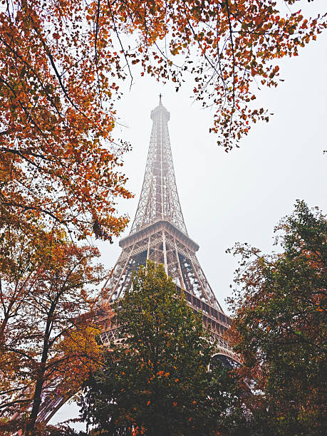 Low angle view of Eiffel Tower framed by autumn foliage in Paris