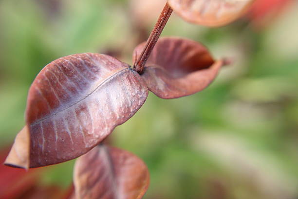 Extreme close-up of small textured vegetation illuminated by sunlight