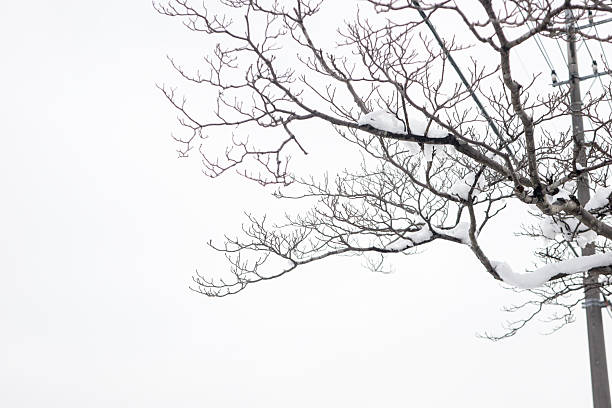 Snow covered thin tree branches creating natural winter texture in Japan, minimal seasonal background with cold peaceful outdoor atmosphere