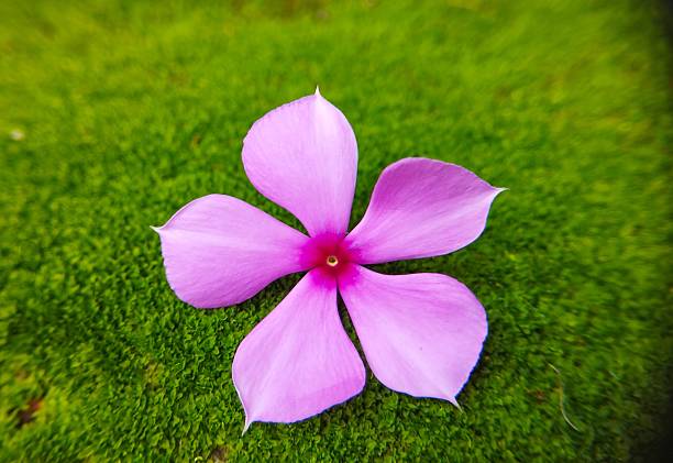 A symmetrical pink flower sits perfectly on a bed of moss