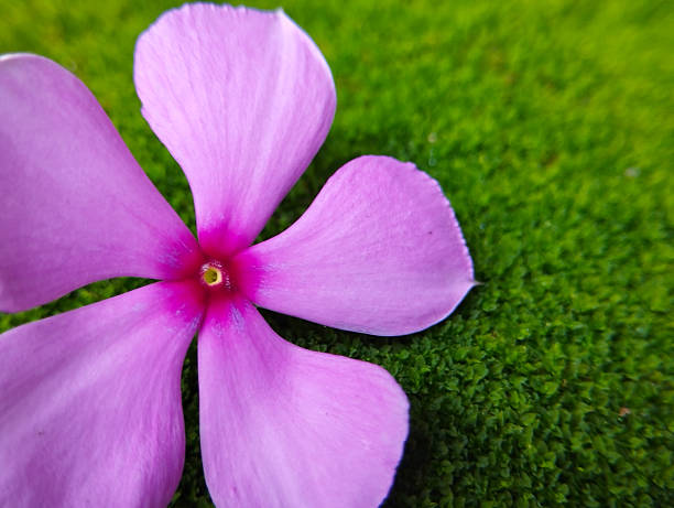 A vibrant pink flower rests on a lush green mossy surface