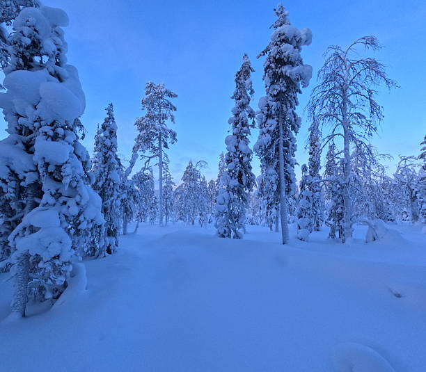 Snow covered forest and snowshoe track at dusk, Lapland