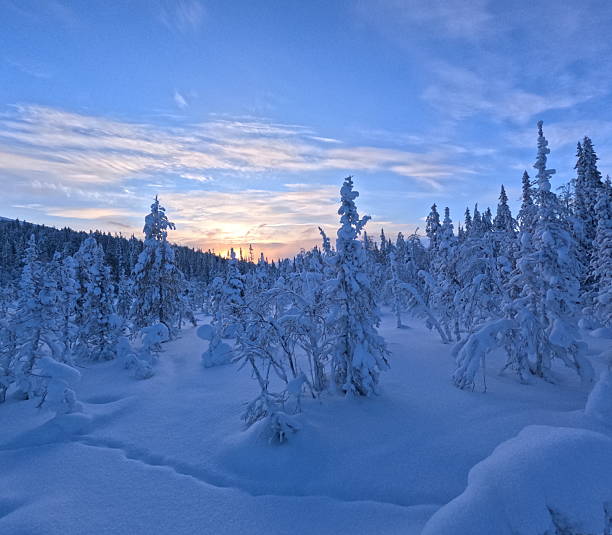 Snow covered forest and snowshoe track at dusk, Lapland