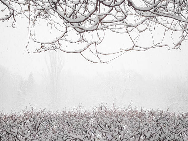 Heavy snow falls in a winter park as trees and open ground fade into whiteout conditions with low visibility and extreme cold atmosphere, Sapporo Nakajima Park