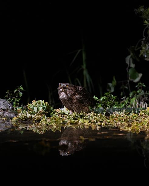 The brown fish owl (Ketupa zeylonensis) is a fish owl species in the family known as typical owls, Strigidae.