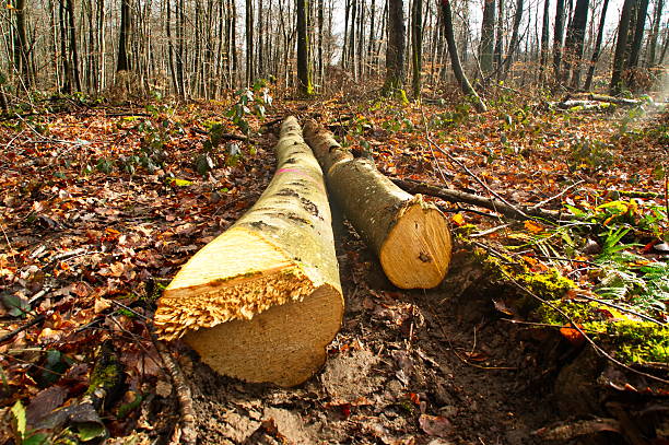 Felled beech and oak trees lie on the forest floor, showing professional forestry work, timber harvesting, and managed woodland. Cut trunks reflect sustainable forest management and the timber industry.