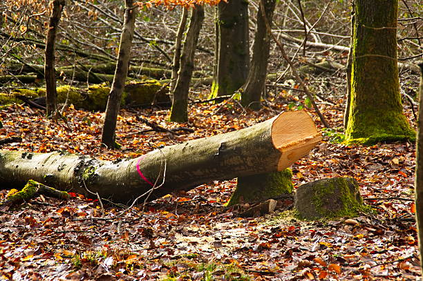 Felled beech and oak trees lie on the forest floor, showing professional forestry work, timber harvesting, and managed woodland. Cut trunks reflect sustainable forest management and the timber industry.
