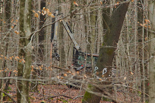 Heavy forestry machinery operates in a forest, with an excavator equipped with a small crane skidding logs. A lumberjack works among the trees, illustrating modern timber harvesting and wood industry operations.