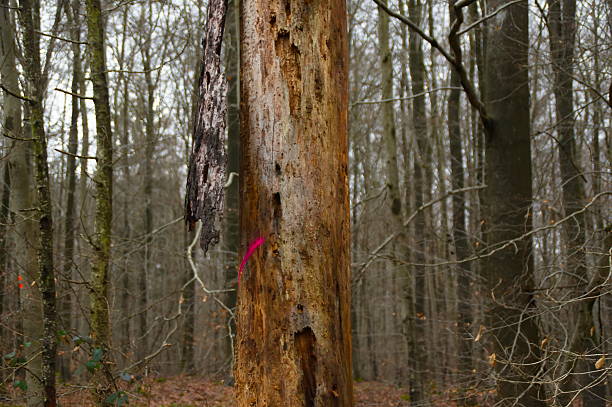 Marked trees in a German forest scheduled for logging, showing forestry management with painted trunks of beech and oak trees, sustainable wood harvesting, forest planning, and environmental land use.
