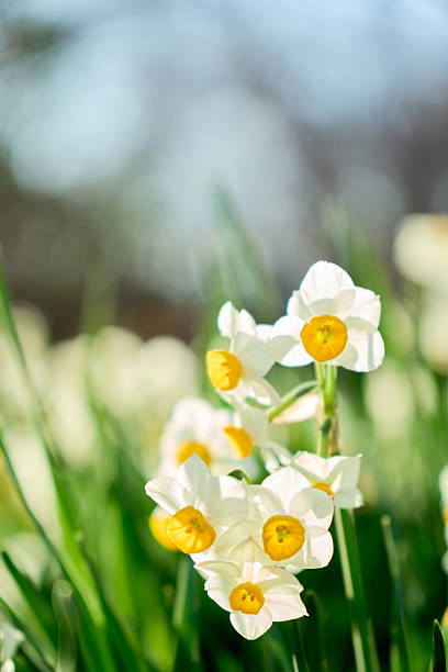 Lyrical photo material featuring white petals with translucent backlight and soft background bokeh.