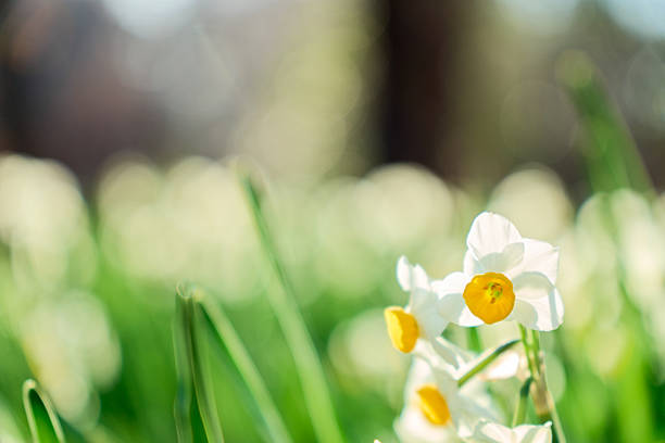 Lyrical photo material featuring white petals with translucent backlight and soft background bokeh.