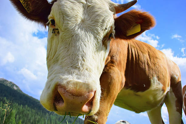 cow in close-up on green meadow