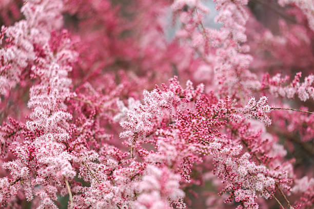 Pink flowers with white centers. The flowers are in a bunch