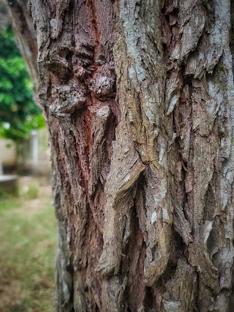 the surface of the tree bark cracks with a beautiful texture