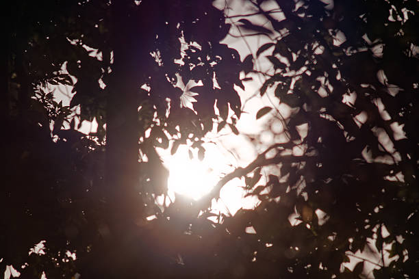A backlit close-up of dense dark silhouette tree branches against a bright sun, with golden sunlight rays piercing through leaves, creating dramatic lens flare, glow, and bokeh effects.