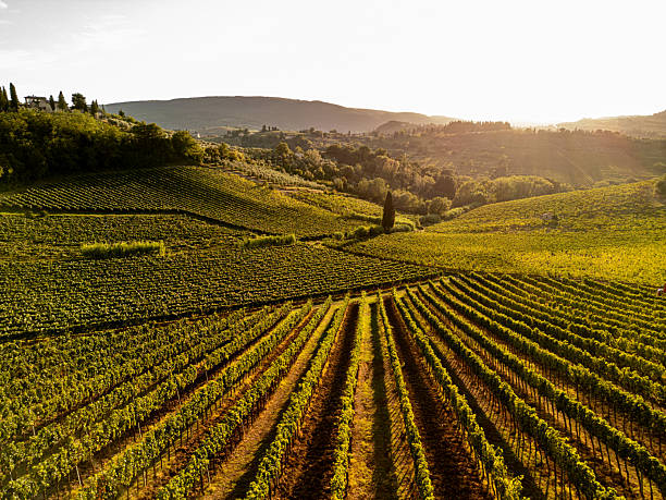 Sunlit vineyard landscape with rolling green hills and distant mountains, capturing the beauty of rural agriculture at sunset. Italy Tuscany