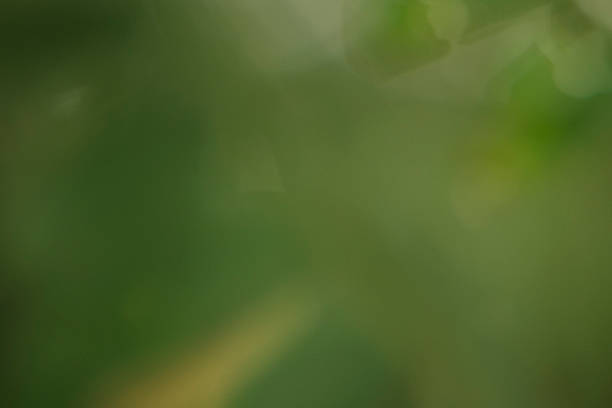 Sun and shadow on a green leaf of a plant in the backyard of a house. The photo was taken inside the residence.
