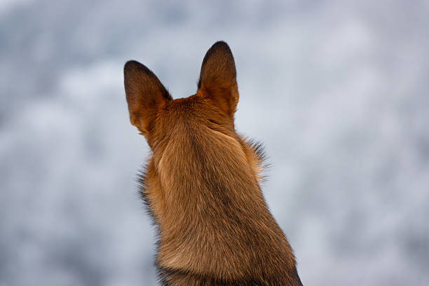 CLOSE UP: Brown shepherd dog curiously observes the surroundings covered in freshly fallen snow on a cloudy winter day. Alert doggie with its ears pricked sits and looks intently towards snowy forest.