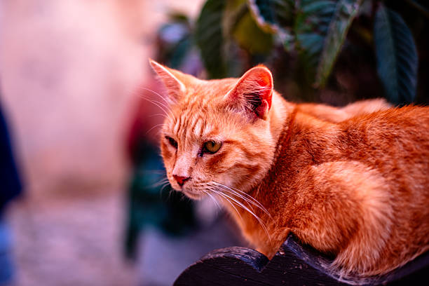 Close-up of a ginger tabby cat resting on a wooden surface outdoors with a softly blurred background of foliage and buildings. Suitable for lifestyle, pet, residential, and nature-related use.