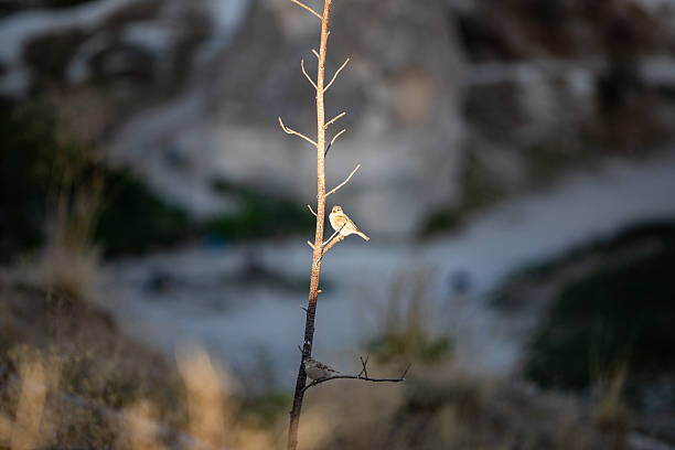 A sparrow seating on a twig under the sunlight in Cappadocia, Turkey. High quality photo