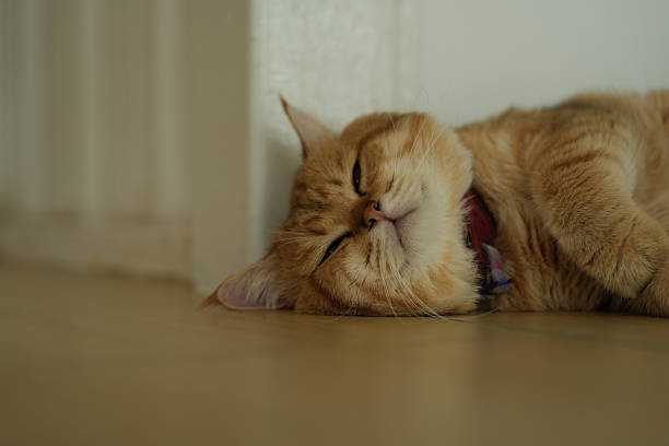 Focus on the face of the cute cat that's lying down and playing.