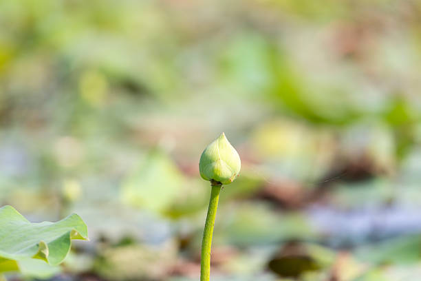 Green lotus bud rising above pond with soft bokeh background fresh leaves and natural light symbol of purity growth and serenity in tranquil environment