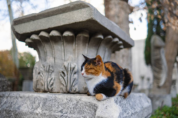 There are many cats that live around the city of Istanbul and all the people love them