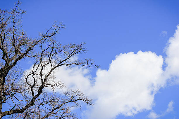 Silhouettes of tree branches with new buds against a bright blue sky with large fluffy white cloud