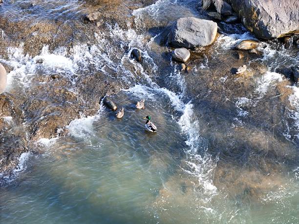 A group of ducks are swimming in a river. The water is murky and the rocks are scattered throughout the river