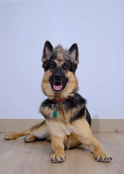 German Shepherd dog. Studio photograph on a white background