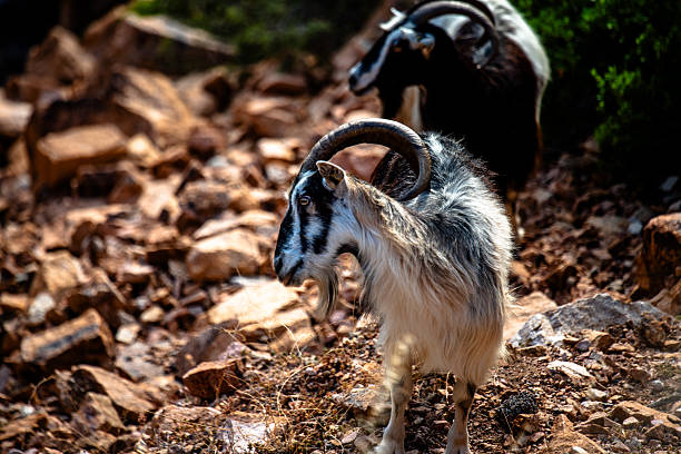 Close view of a wild goat with curved horns walking on rocky ground in IleRousse Corsica France. Natural wildlife scene ideal for nature, travel, and outdoor editorial use.