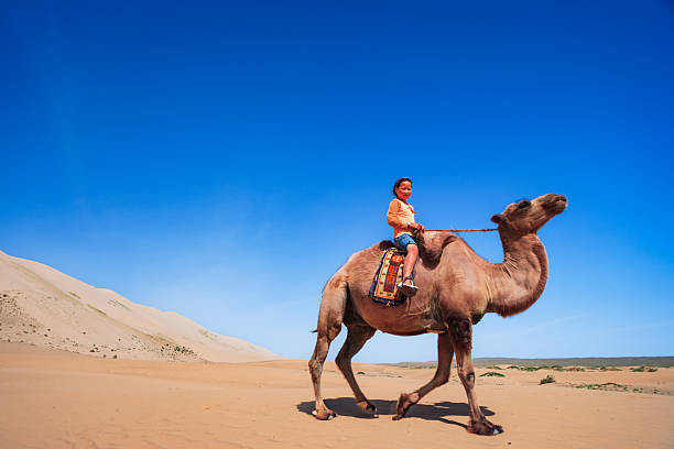 A child in an orange top and denim shorts sits astride a saddled camel, holding the reins as the animal walks across golden sand. Bright blue sky fills most of the frame while rolling dunes and sparse vegetation stretch into the distance, creating a serene, sunlit desert scene with a colorful saddle blanket providing contrast.